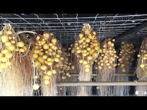 Modern Potato Agriculture Technology - Aeroponics Potato Farming - Potato Chip Process Factory