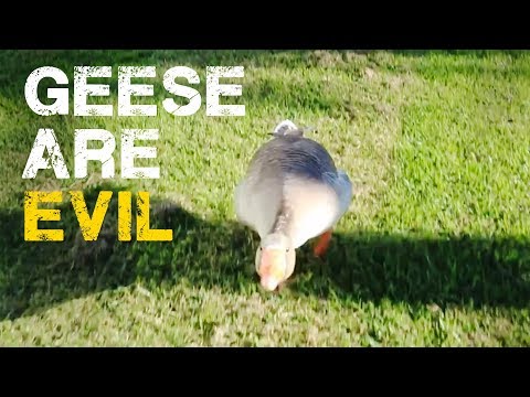 Geese are Evil - When Geese Fight Back 😱😱😱
