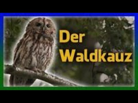 "Der Waldkauz" kommentiert von Dr. Michael Held (YT Kanal "Faszination Natur")