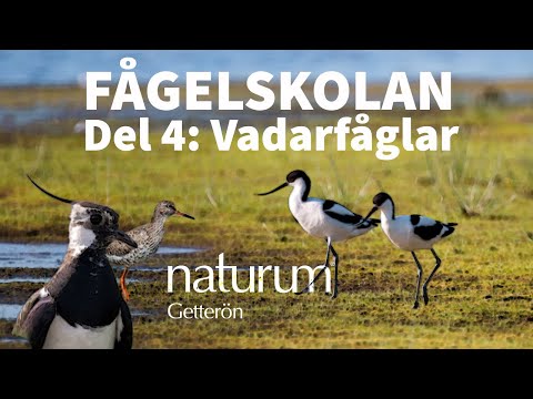 Välkommen till fågelskolan - Del 4 - Vadarfåglar