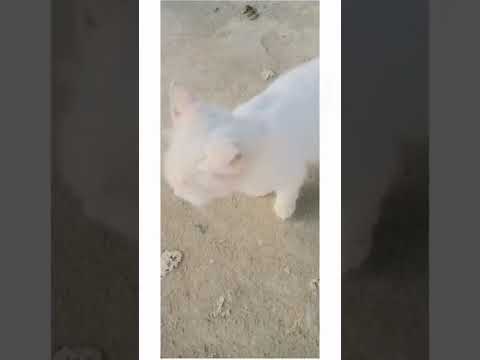 #cats #crazy #meaowlover