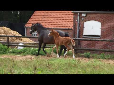 Zoom x Florestan hengstveulen