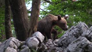 Ours en Slovénie