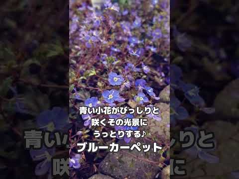 他の植物を守る、長く咲き続けるグランドカバーフラワー9種！  庭園