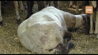 videoreportage-lingua-blu-e-strage-di-ovini-in-irpinia