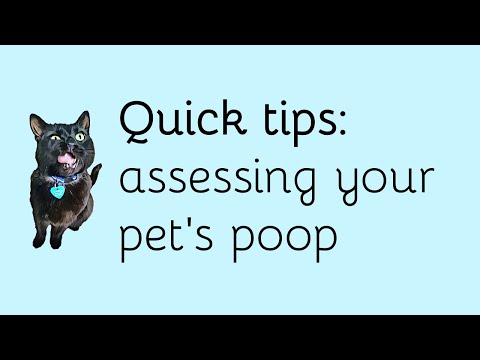 Assessing your pet's poop