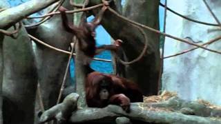 preview picture of video 'Baby Orangutan at Brookfield Zoo - May 2011'