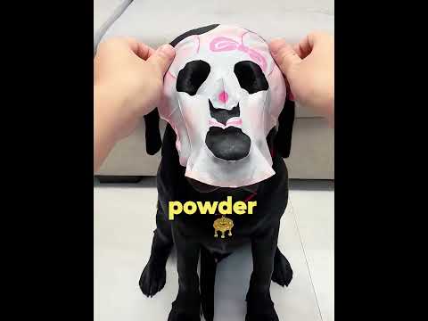 This lucky dog got a full glam makeover