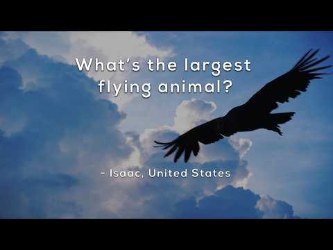 Whats the largest flying animal?