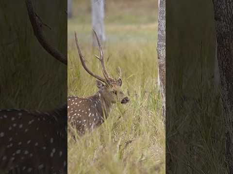 A Heavy Chital Stag Stripping His Velvet