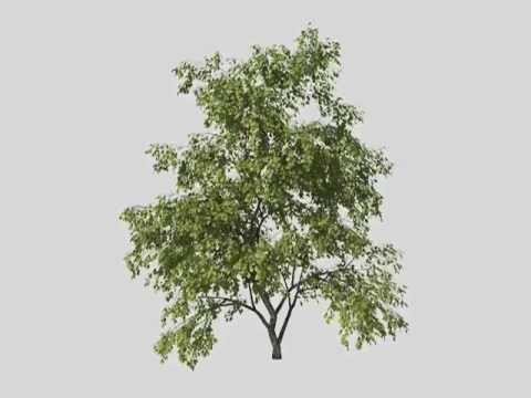 maxtree windtree 001