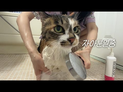 화 낼줄 모르는 고양이 목욕 시키기