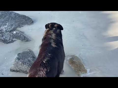 Sheba enjoys walking at the beach she is proud of her football 🏈