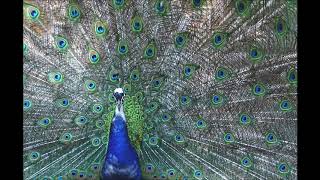 Church of Christ (Aaron Wright)