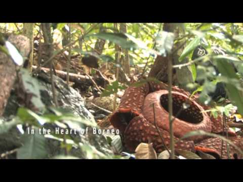 The Heart of Borneo Song