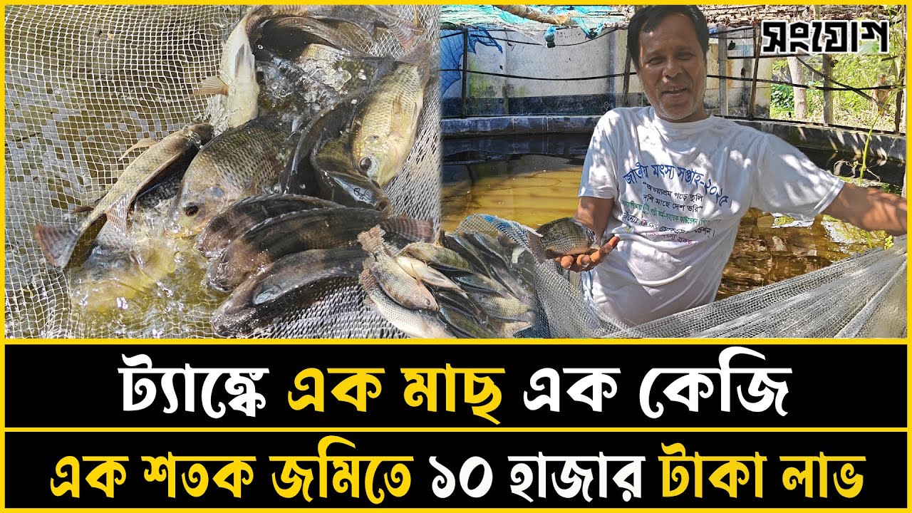 উঠানে ট্যাংক বসিয়ে মাছ চাষ