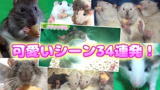 ラットさんの可愛かったシーンまとめ34連発！！