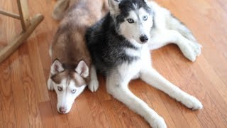 Mishka the Talking Husky and Laika Know Where the Treats Are!