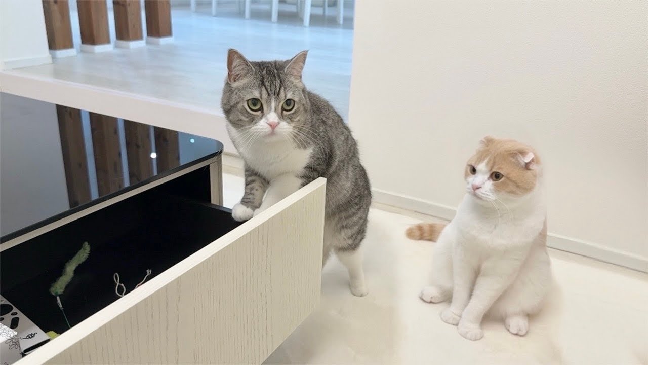 引き出しに隠してたおやつを盗んでるのがバレた瞬間の猫たちの反応が可愛すぎましたwww