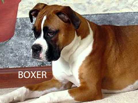 YouTube video about: How many dogs to change a lightbulb?