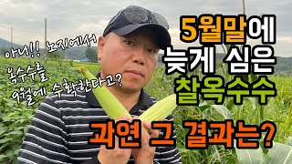 9월에 수확하는 찰옥수수!  늦게 심은 옥수수 과연 그 결과는?