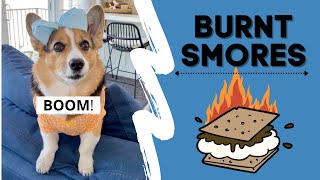 Download lagu Dog Sets Off SMOKE ALARM! #fire #funny mp3 Download lagu Dog Sets Off SMOKE ALARM! #fire #funny mp3