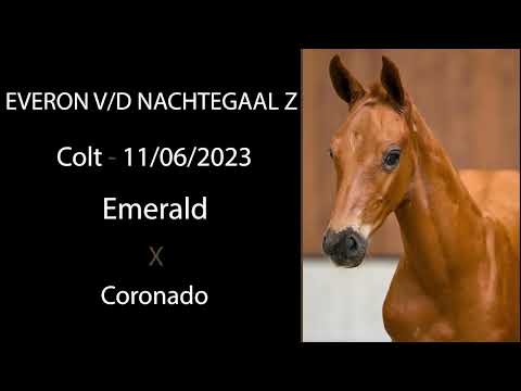 Everon van de Nachtegaal Z (Emerald x Coronado)