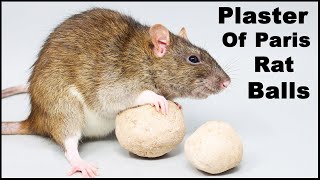 Does This Homemade Rat Poison Work? Plaster Of Paris "Rat Balls".  MousetrapMonday