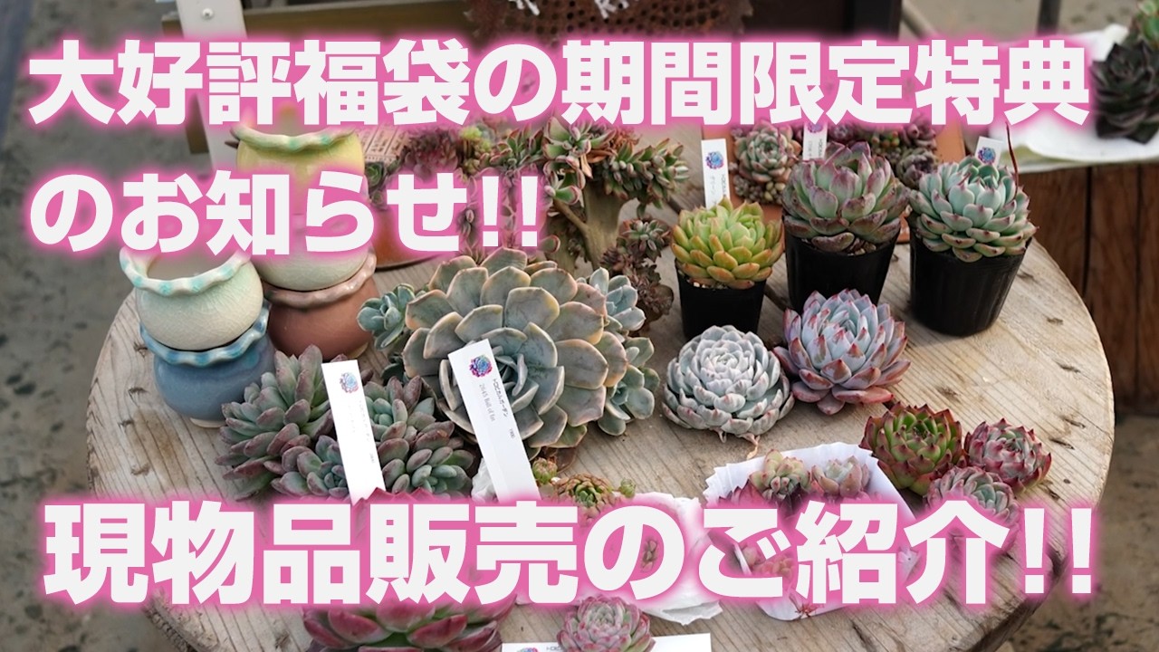 【多肉植物】大好評!!福袋の期間限定特典のお知らせ!!現物品販売のご紹介!!【succulent】トロピカルガーデン
