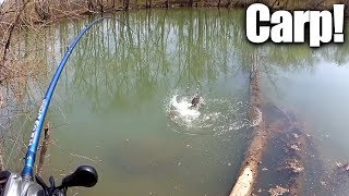 Sight Fishing For Carp With Bread - How To Catch Carp The Easy Way