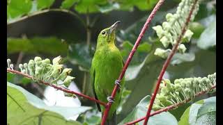 Download lagu suara pikat cucak ijo betina 👍 mp3