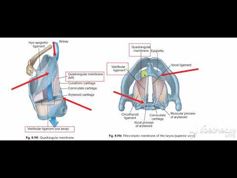 Larynx membranes ligaments 5