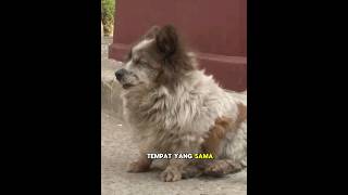 Download lagu Sedih! Anjing ini menunggu pemiliknya selama 10 tahun di tempat dia ditinggalkan sendiri🥺❤️ mp3