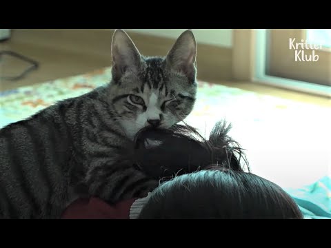 Don't Worry If Your Cat Is Weird. These Cats In This Video Are Worse | Kritter Klub