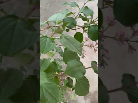 高貴なライラック 植物