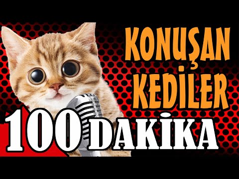 Konuşan Kediler 100 Dakika - Sinema Tadında En Komik Kedi Videoları 4