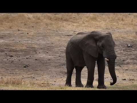 Djuma: Lone Elephant bull makes his way down for a drink  - 08:49 - 09/23/18