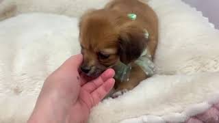 ハーフ犬の動画01