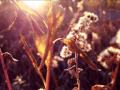 The Virgin Prunes - The Children Are Crying 