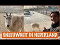 Ken je de sneeuwgeit al? | DierenpraatTV