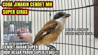 Download lagu TRY TO TAME THE SUPER FUNNY MH CENDET TROTOL ❗IN JUST A WEEK IT'S ALREADY TOTALLY TAME❗ mp3