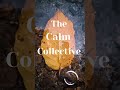 The Calm Collective #rain #piano  #burningfireplace #panda #nature #flowers