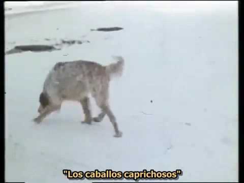 Vladímir Vysotsky /  Caballos caprichosos / URSS (1972)