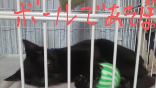 猫動画 ボールで遊ぶネコ よっぴぃ動画
