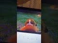Madagascar Mort Crying