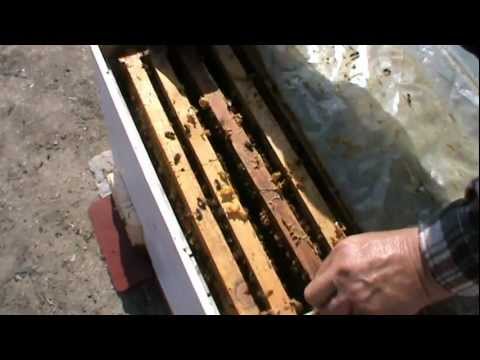 1. Simultaneous feeding of the 3 families in "Bio Stup - Ioan Ursu" with a frame or feeder 1/5