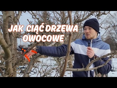 Wprowadzenie do cięcia drzew owocowych. Jak ciąć drzewa owocowe?