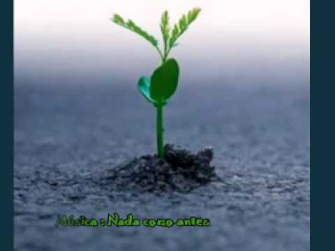 Grupo Semente - Nada sera como antes