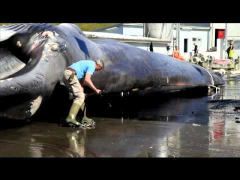 Crimes Against Nature - The Whale Butchering