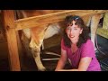 Milking Your First Milk Cow What To Expect PT 2 Keeping A Family Milk Cow